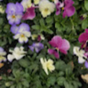 Meet your Posher, Alyssa